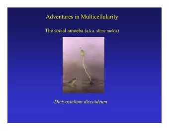 Adventures in Multicellularity The social amoeba ( a.k.a. slime molds ) Dictyostelium discoideum
