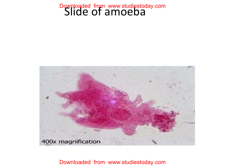slide of amoeba