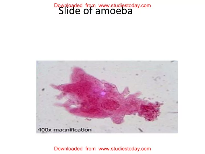 slide of amoeba