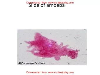 Slide of amoeba  Downloaded  from  www.studiestoday.com  Downloaded  from  www.studiestoday.com