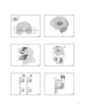 1  Tyrosine  Tyrosine  TH [ 18 F] FDOPA  DOPA  DDC  Amphetamine  Reserpin  DA  Tetrabenazine  DAT [