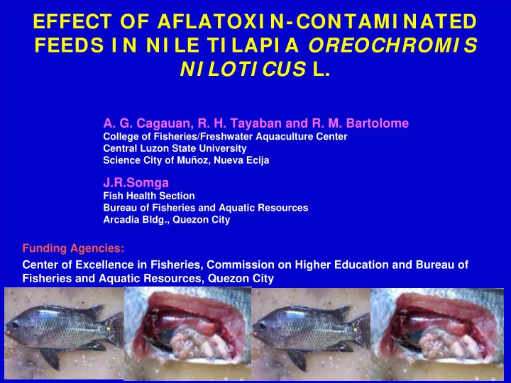 effect of aflatoxi n contami nated feeds i n ni le ti