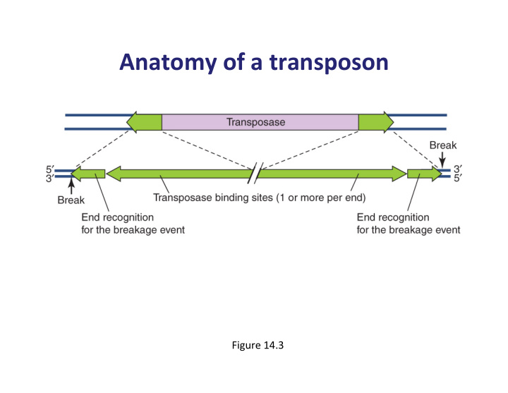 anatomy of a transposon