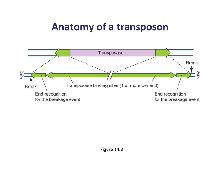 anatomy of a transposon