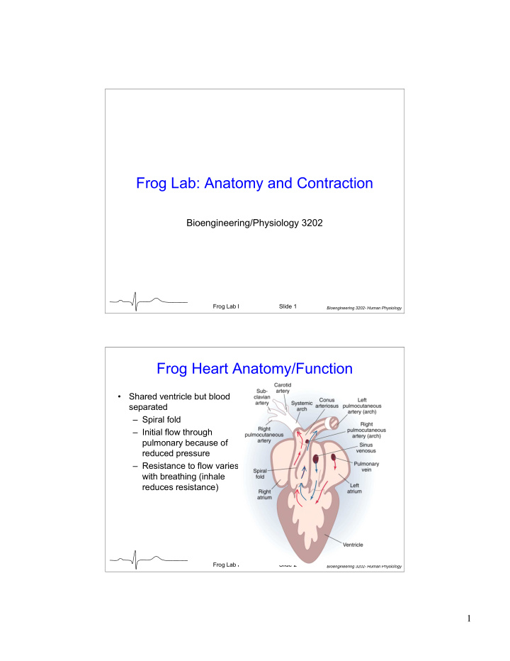 frog lab anatomy and contraction