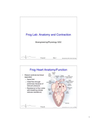 Frog Lab: Anatomy and Contraction  Bioengineering/Physiology 3202  Frog Lab I  Slide 1