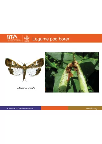 Legume pod borer Maruca vitrata  www.iita.org  A member of CGIAR consortium  Cowpea IPM and