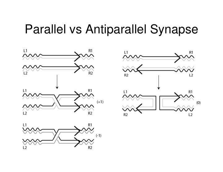 parallel vs antiparallel synapse parallel vs antiparallel