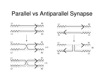 Parallel vs Antiparallel Synapse  Parallel vs Antiparallel Synapse  Site-specific Recombination