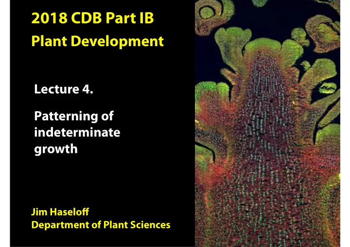 auxin triggered outgrowth of shoot primordia pin1 gfp