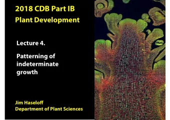Auxin triggered outgrowth of shoot primordia  PIN1:GFP distribution in the Arabidopsis  shoot