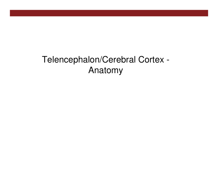 telencephalon cerebral cortex anatomy