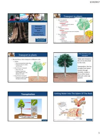 3/19/2017  Resource  Aquisition  And  Transport in  Vascular Plants  1  3/19/2017  2  3/19/2017  3