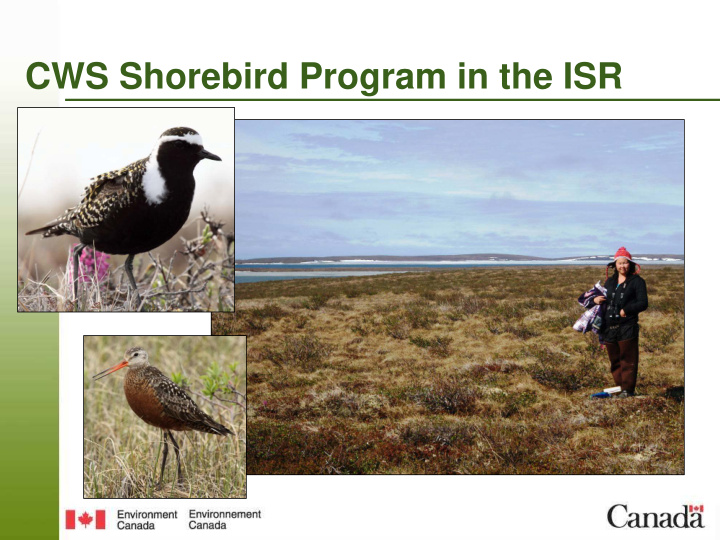 cws shorebird program in the isr what is a shorebird