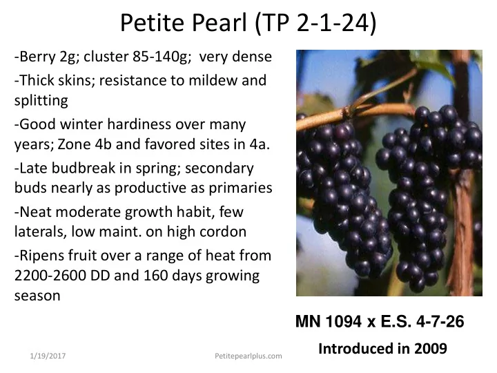 petite pearl tp 2 1 24