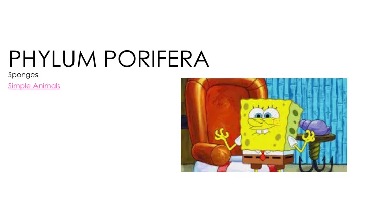 phylum porifera