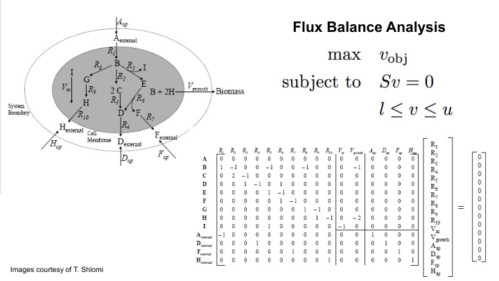 flux balance analysis