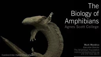 The  Biology of  Amphibians  Agnes Scott College  Mark Mandica  Executive Director  The Amphibian