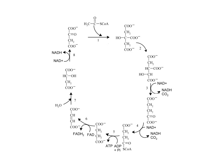 intermembrane space