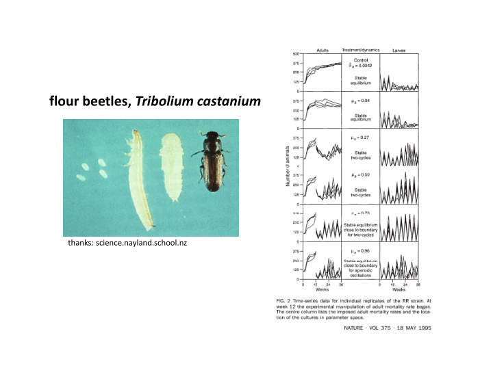 flour beetles tribolium castanium