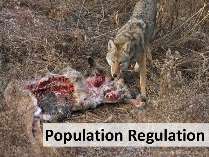 population regulation the logistic equation suggests that