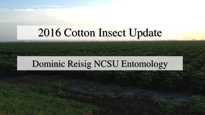 2016 cotton insect update