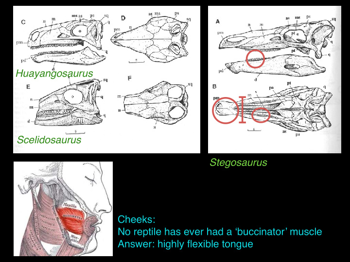 huayangosaurus scelidosaurus stegosaurus cheeks no