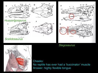 Huayangosaurus  Scelidosaurus  Stegosaurus  Cheeks:  No reptile has ever had a buccinator