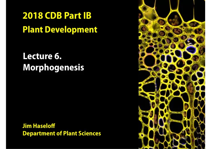 morphogenesis paper cup pitcher plant plant cells are