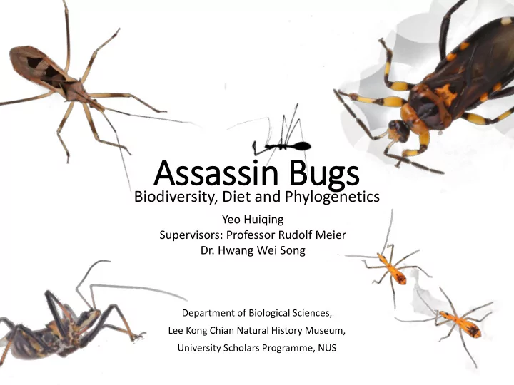 assassin bugs