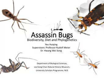 Assassin Bugs  Biodiversity, Diet and Phylogenetics  Yeo Huiqing  Supervisors: Professor Rudolf