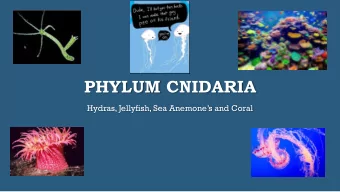 PHYLUM CNIDARIA  Hydras, Jellyfish, Sea Anemones and Coral  FEATURES OF CNIDARIANS