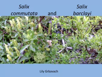 Salix