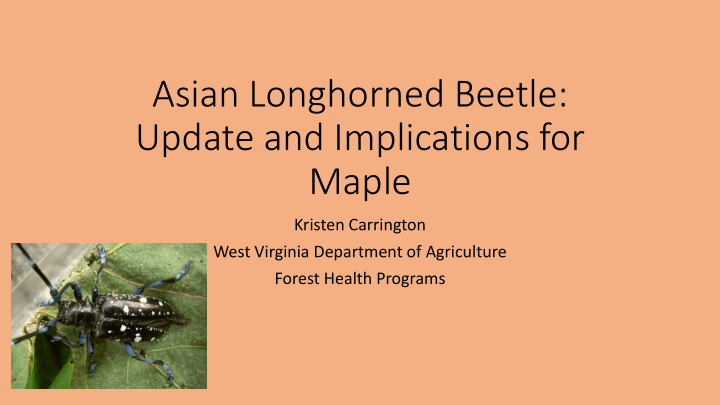 asian longhorned beetle update and implications for maple