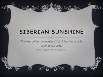 SIBERIAN SUNSHINE  The new colour recognized for Siberian cats by  WCF at GA 2017  Eleonora