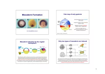 Mesoderm Formation Animal hemisphere forms ectoderm  (lacks VegT)  Sperm  Entry Vegetal hemisphere