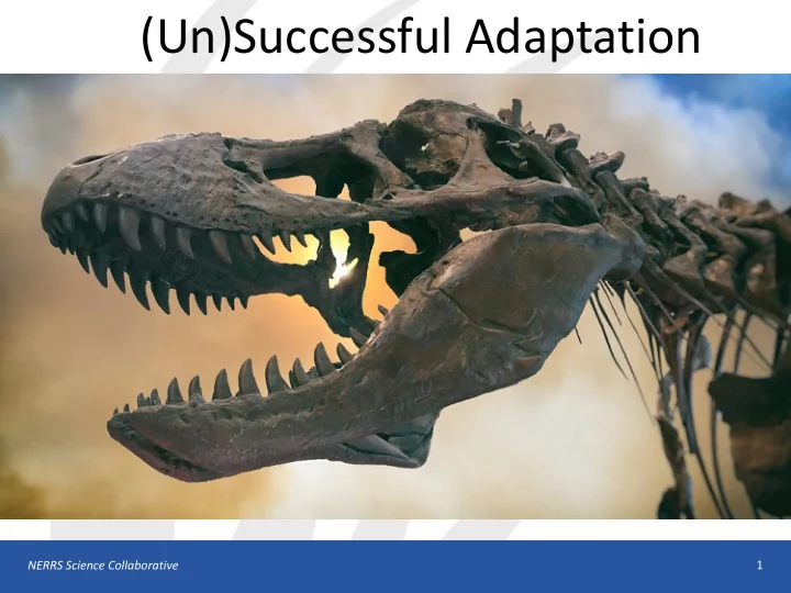 un successful adaptation