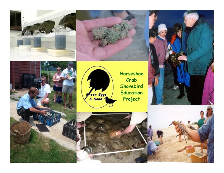 horseshoe crab shorebird education project so what s the