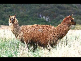 Source images - internet