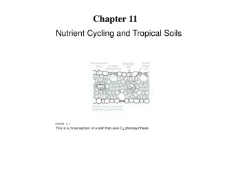 Chapter 11  Nutrient Cycling and Tropical Soils  FIGURE 11-1 This is a cross section of a leaf that