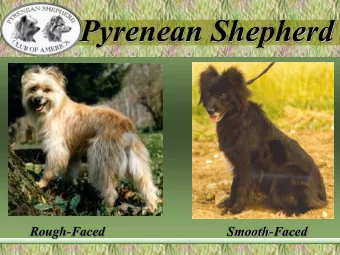 Pyrenean Shepherd Rough-Faced                                     Smooth-Faced Pyrenean Shepherd