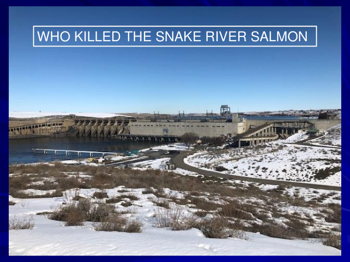 who killed the snake river salmon june 1