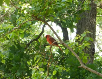 The current evaluation of |V   | and  the role played by radiative corrections  ud CURRENT STATUS