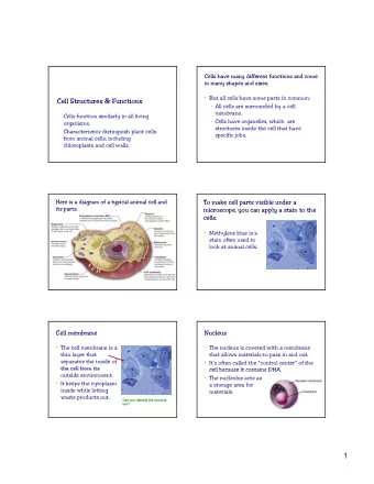 1  Mitochondria are called the  A vacuole is the storage area of the cell.  powerhouses of