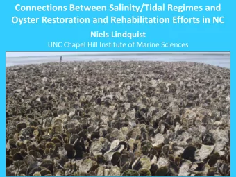 Oyster Restoration and Rehabilitation Efforts in NC  Niels Lindquist UNC Chapel Hill Institute of