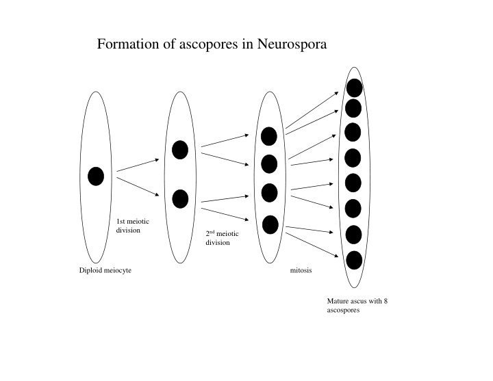 formation of ascopores in neurospora