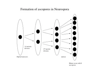 Formation of ascopores in Neurospora  1st meiotic  division 2 nd meiotic  division  Diploid