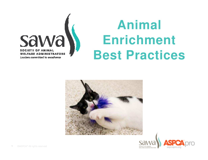 animal enrichment best practices
