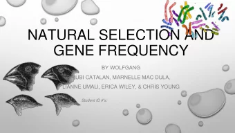 NATURAL SELECTION AND  GENE FREQUENCY  BY WOLFGANG  RUBI CATALAN, MARNELLE MAC DULA,  LIANNE UMALI,