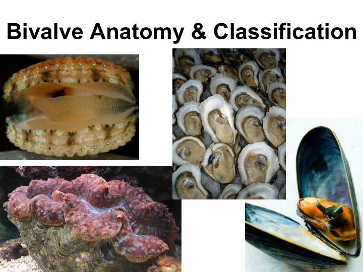 bivalve anatomy classification class bivalvia